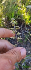 Drimia elata