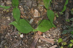 Sigesbeckia agrestis