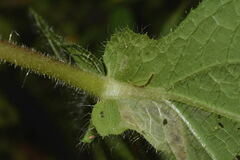 Sigesbeckia agrestis