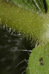 Sigesbeckia agrestis