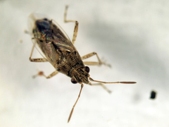 Nysius ericae