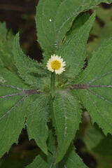 Sigesbeckia agrestis