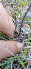 Drimia elata