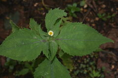 Sigesbeckia agrestis