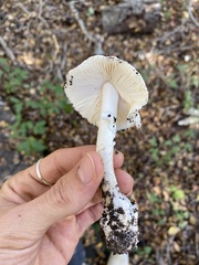 Amanita ocreata