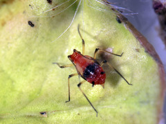 Uroleucon formosanum