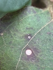 Mycosphaerella colorata