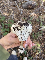 Amanita ocreata