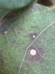 Mycosphaerella colorata