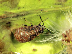 Nysius ericae