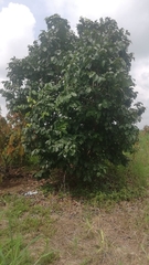 Annona