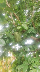 Annona