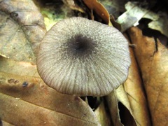 Entoloma serrulatum