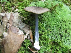 Entoloma serrulatum