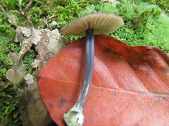 Entoloma serrulatum