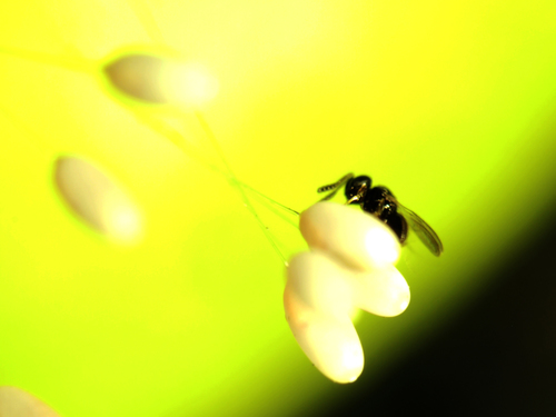 Telenomus chrysopae
