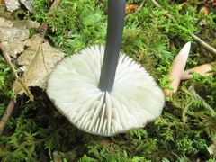 Entoloma serrulatum