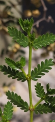 Larrea nitida