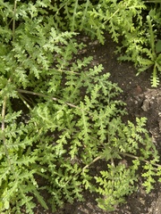 Eucrypta chrysanthemifolia