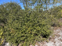 Quercus myrtifolia