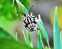 Carpocoris pudicus
