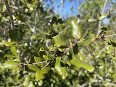 Quercus myrtifolia