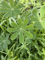 Lupinus succulentus