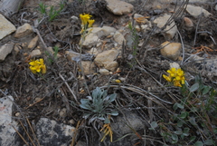Physaria kingii bernardina