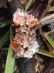 Marchandiomyces corallinus