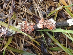 Marchandiomyces corallinus