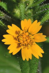 Sigesbeckia agrestis