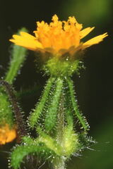 Sigesbeckia agrestis