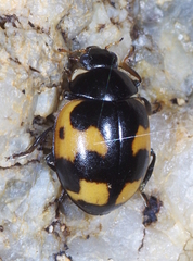 Ceratomegilla alpina