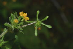 Sigesbeckia agrestis