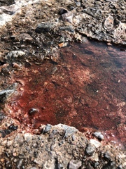 Haematococcus lacustris