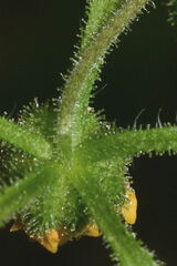 Sigesbeckia agrestis