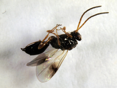Nothoserphus