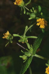 Sigesbeckia agrestis
