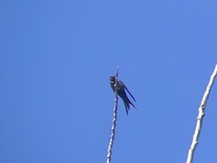 Psalidoprocne pristoptera