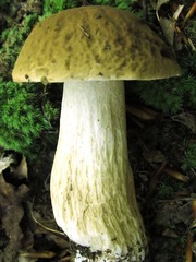 Boletus separans