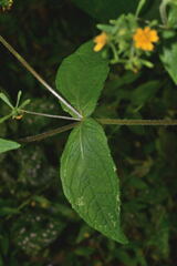 Sigesbeckia agrestis