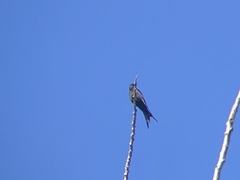 Psalidoprocne pristoptera