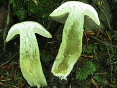 Boletus separans