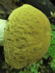 Boletus separans
