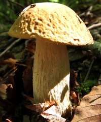 Boletus separans