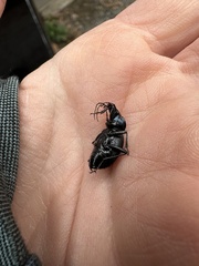 Sphaeroderus stenostomus lecontei