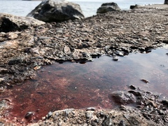 Haematococcus lacustris