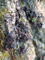 Frullania dilatata