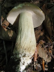 Boletus separans