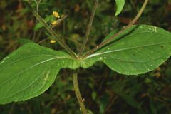 Sigesbeckia agrestis